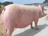 如何降低母猪异常淘汰？