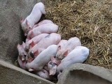 农家人猪舍母猪的保暖实用方法