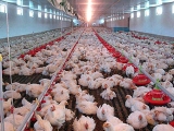 影响肉用鸡整齐度的原因
