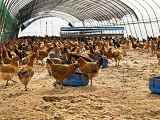 “公司+农户”饲养模式下肉鸡防疫重点注意啥