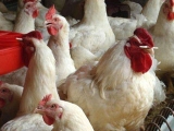 肉用种鸡限饲阶段应注意的几个问题