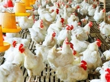 肉种鸡产蛋后期的公鸡淘汰与补充