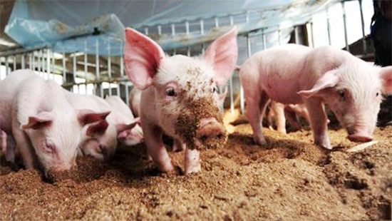 流行猪病如何科学防治？