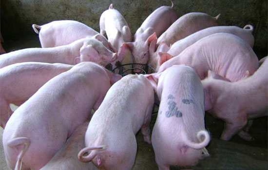 养猪技术“三良”法饲养育肥