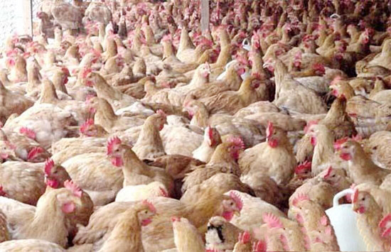 肉鸡生产中如何做好环境卫生管理