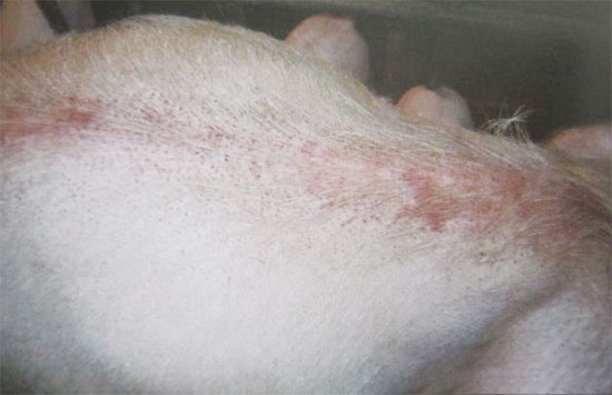 猪皮肤出现大量出血点与这6种猪病有关