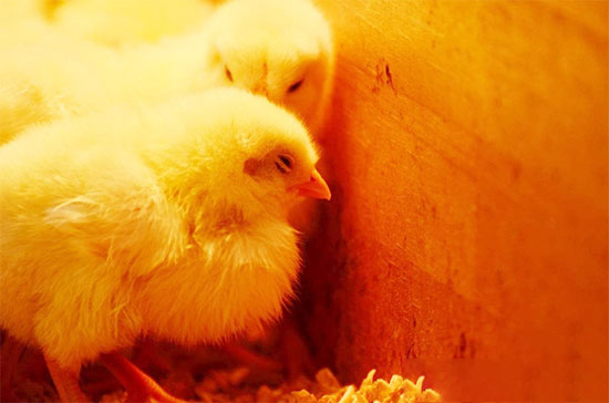 预防鸡雏死亡的几种方法