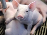 断奶仔猪的腹泻一直以来是养猪业的难题 该如何解决？