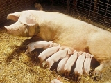 母猪产后怎样进行正确的保健消炎？